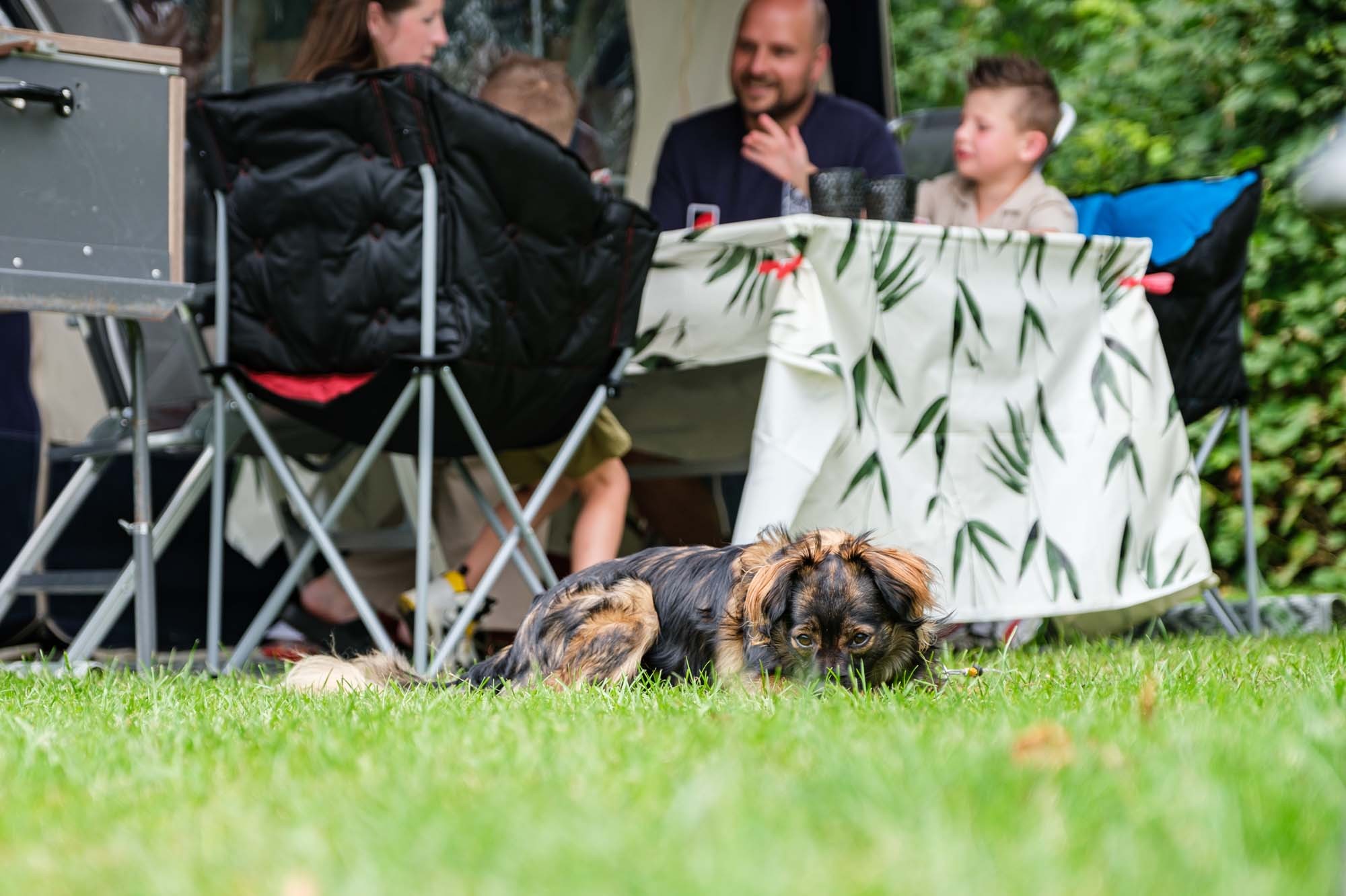 Camping Overijssel met hond