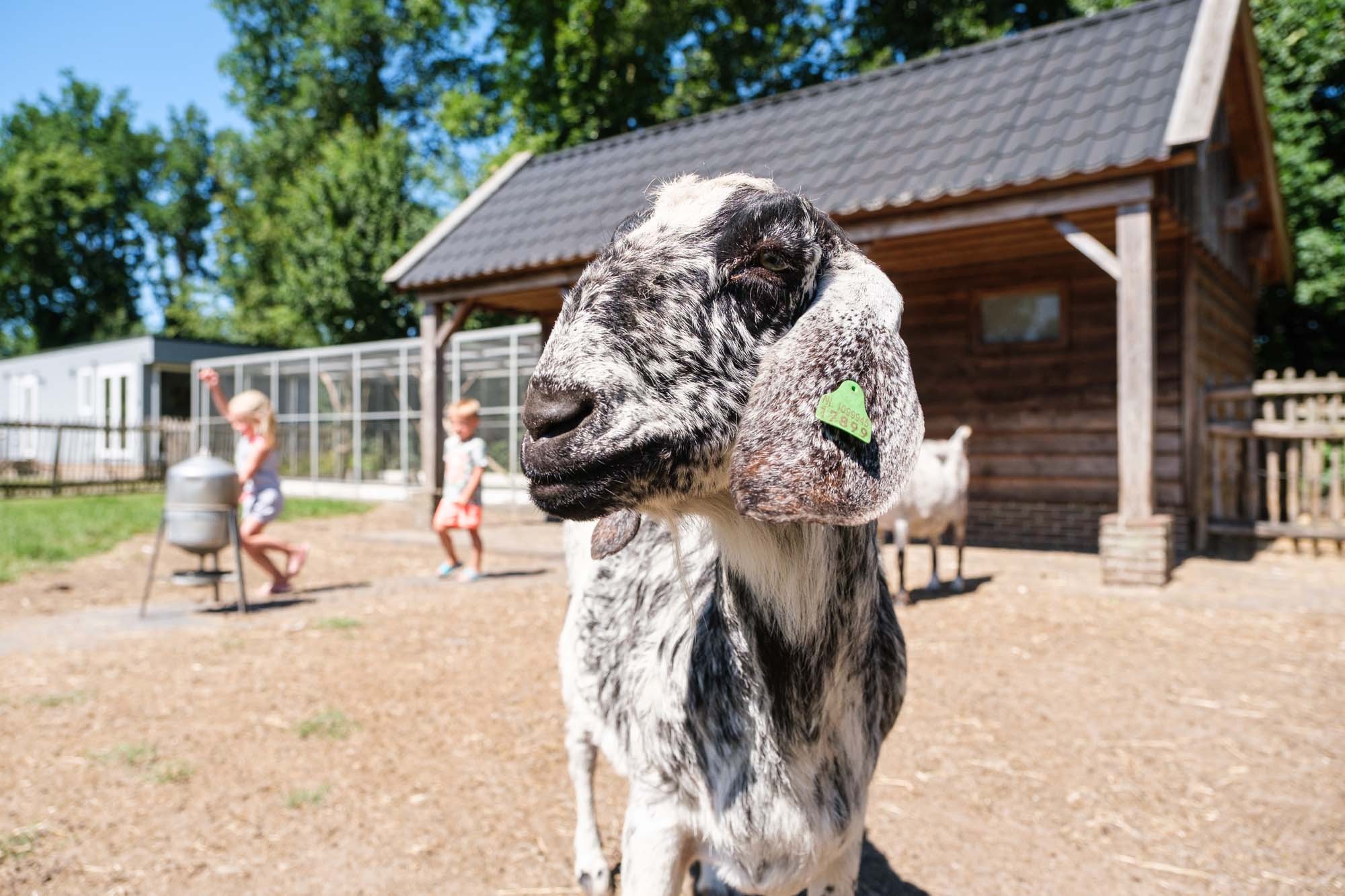Kinderbauernhof und Voliere