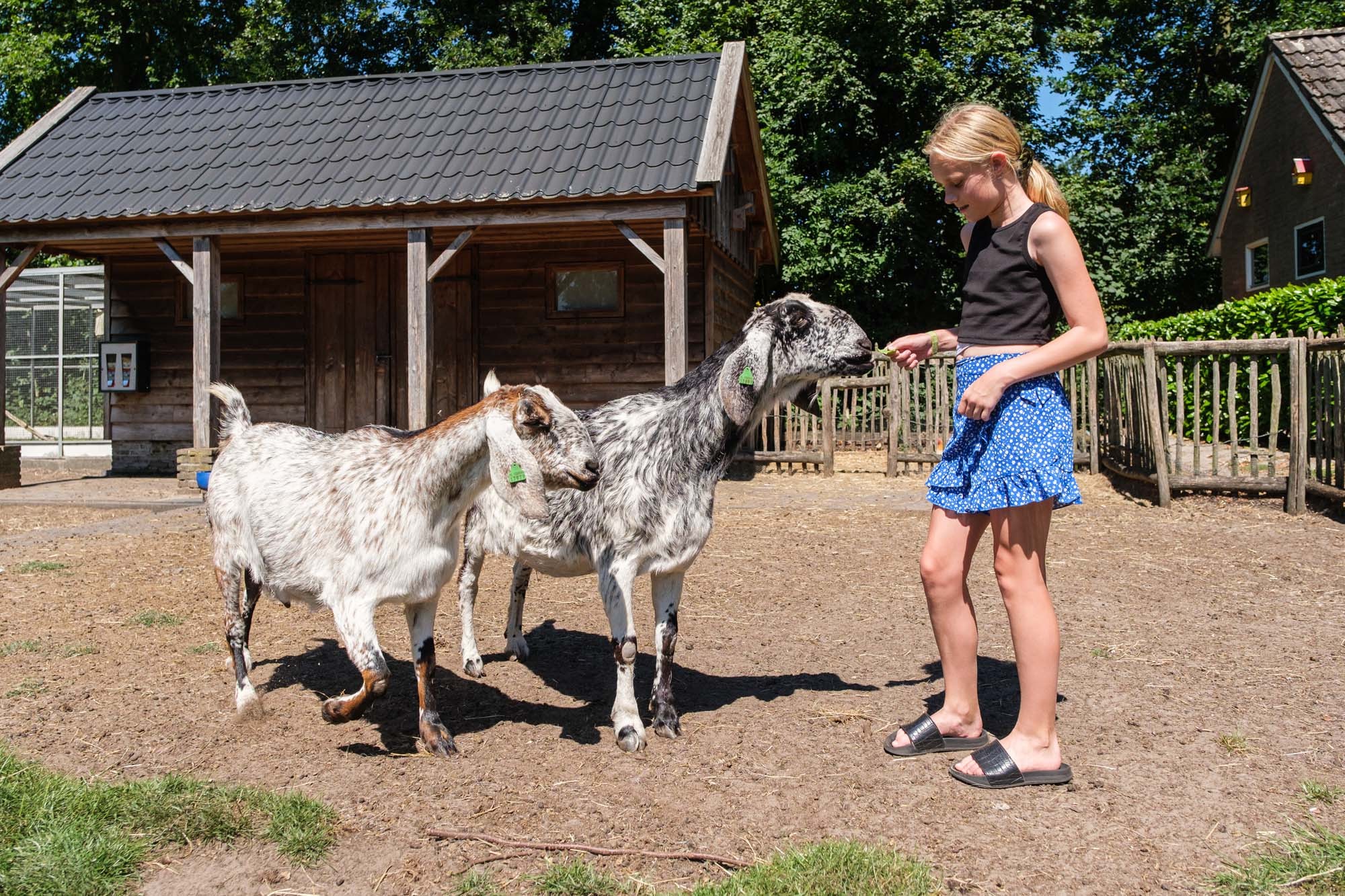 Kinderboerderij 2